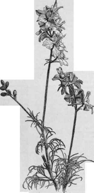 Delphinium ajacis
